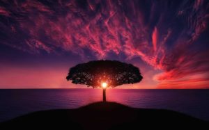 Silhouette tree with purple background, idyllic sunset. Positive mindset concept.
