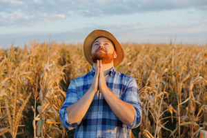 A man is praying for a good harvest for his corn field. A Farmer’s Prayer concept.