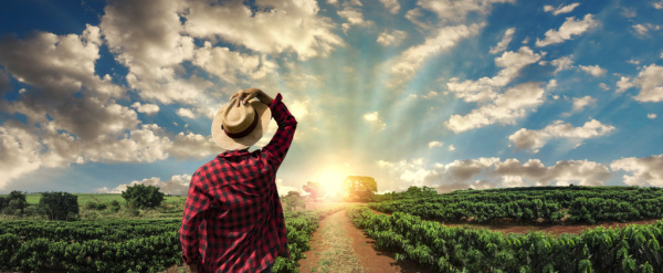 A man is working on a coffee plantation at sunset.