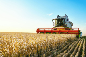 A machine is harvesting ripe wheat on a farm. A Farmer’s Prayer concept.