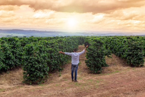 A male farmer stands in a coffee plantation field, praying for rain to improve his harvest. A Farmer’s Prayer concept.