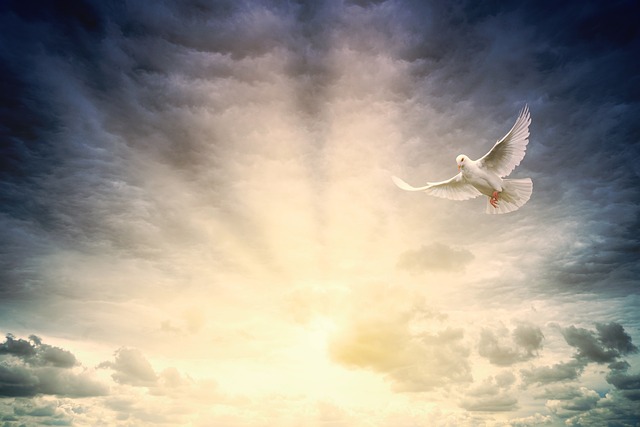 A dove circling a hazy day with the sun shining through the clouds is pictured. Concept what is Spiritual Awakening in Christianity.