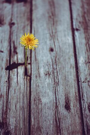 Yellow Gerbera daisy flower emerges in full bloom on a gray plank.