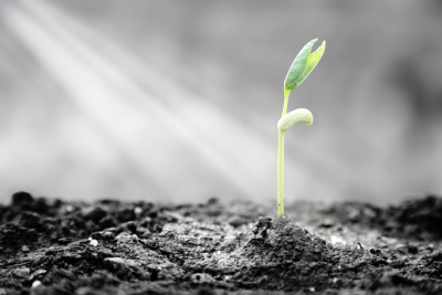 A plant emerges through hard asphalt as a symbol of the keys to spiritual growth, a positive outlook on life, and the potential for success.