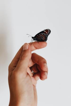 An individual observes a butterfly with brown and black coloring resting on their index finger.