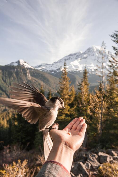 A bird with brown feathers is sitting on an open hand and is about to consume some seeds from the person's palm. The background shows a snowy mountain peak in a forest—The concept of Jesus' open hand for people to feed on the words of God.