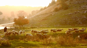 A shepherd guides sheep across the pasture at sunrise in an active and vibrant scene.